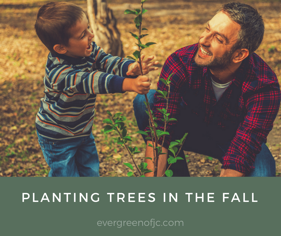 Fall Planting of Trees