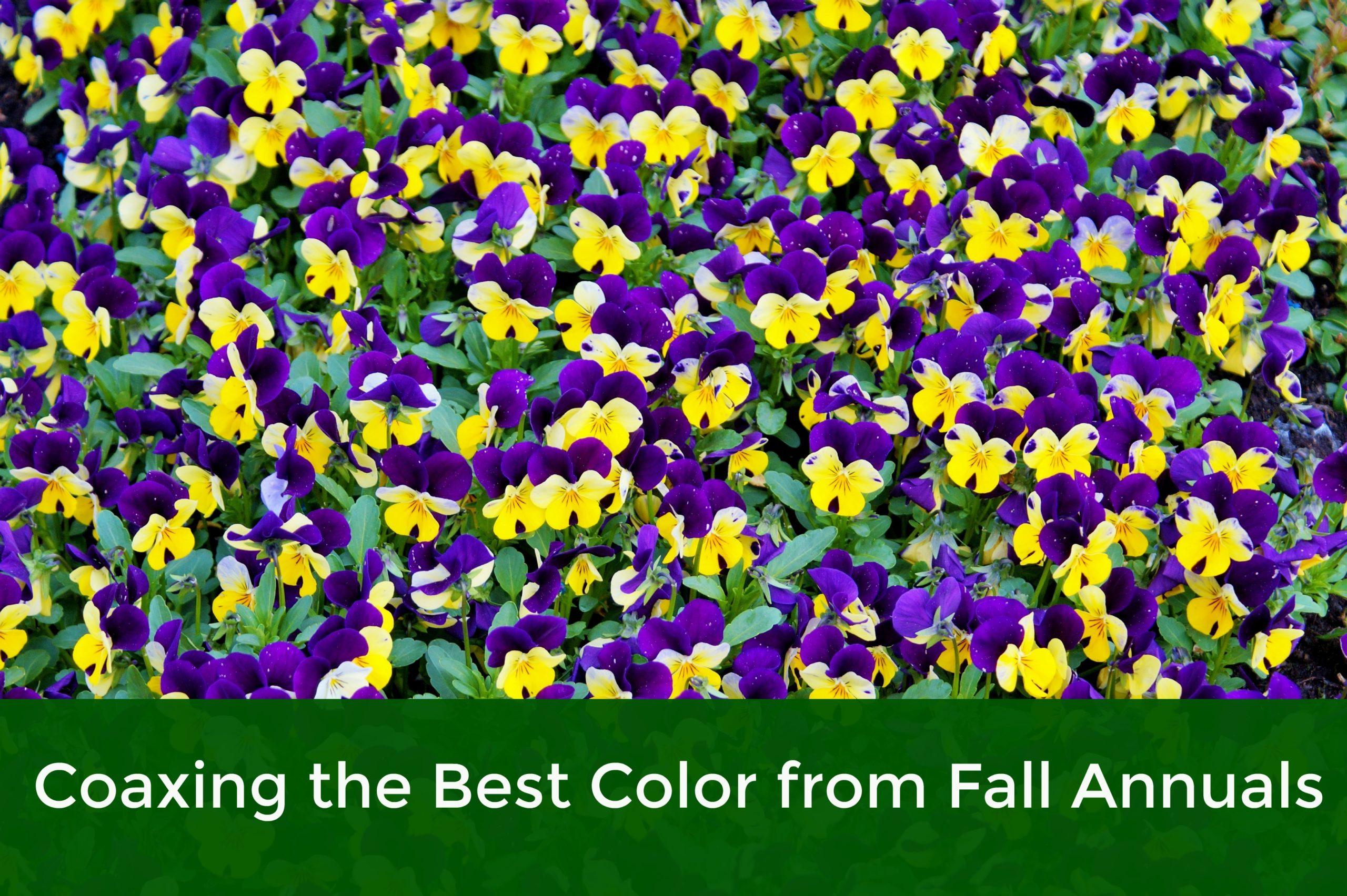 Coaxing Crazy Color From Your Fall Annuals