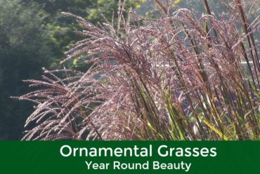 Ornamental Grasses – Year Round Beauty