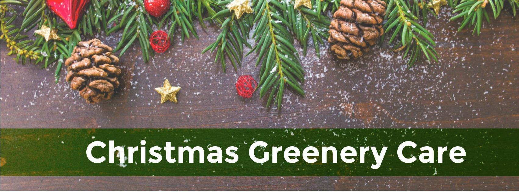 Caring for Christmas Greenery