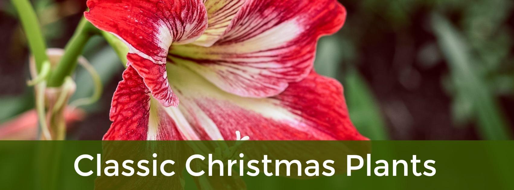 Classic Christmas Plants