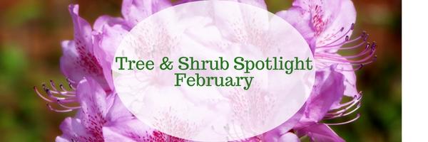 February Tree / Shrub Spotlight