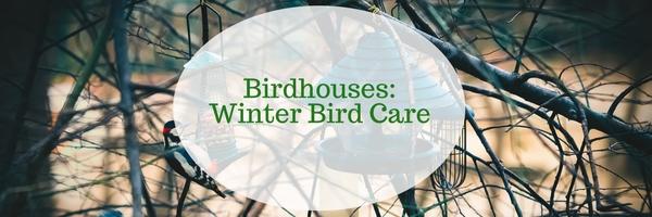 Winter Homes for the Birds