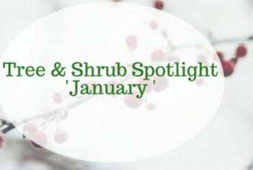 Tree & Shrub Spotlight: January
