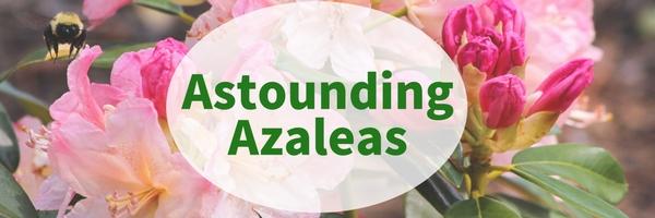 Astounding Azaleas
