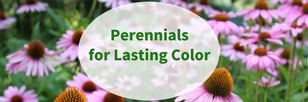 Perennials for Lasting Color