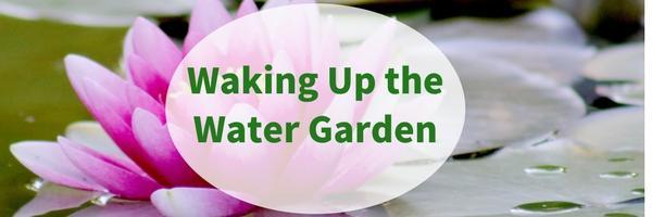 Waking Up Your Water Garden