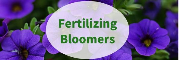 Fertilizing Bloomers