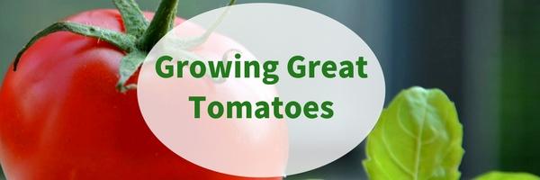 Growing Great Tomatoes