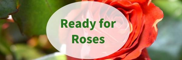 Ready for Roses