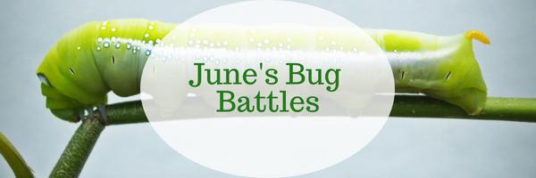 June’s Bug Battles
