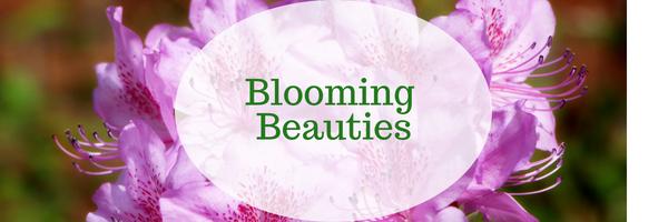 Blooming Beauties