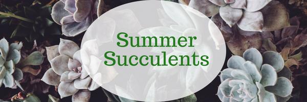 Summer Succulents