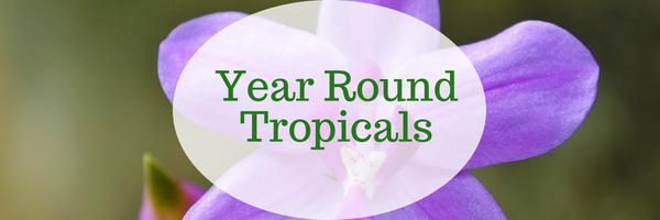 Year Round Tropicals