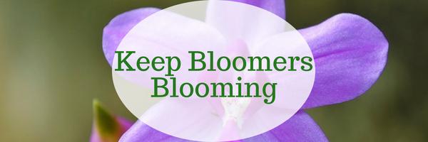 Keep Your Bloomers Blooming