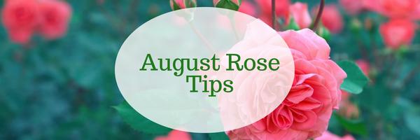 August Rose Tips