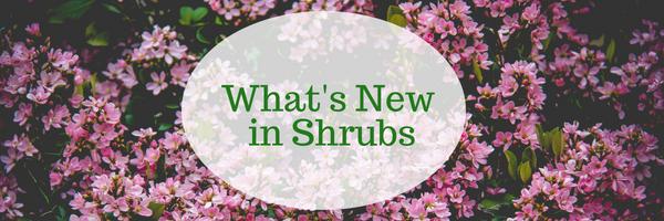 What’s New in Shrubs