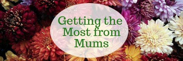 Getting the Most from Mums