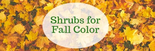 Shrubs for Brilliant Fall Color