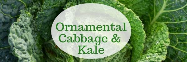 Ornmanetal Cabbage & Kale