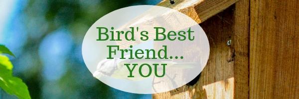 Bird’s Best Friend – You!