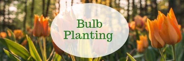 Bulb Planting
