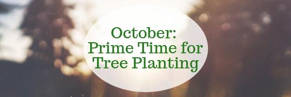 October: Prime Time for Tree Planting