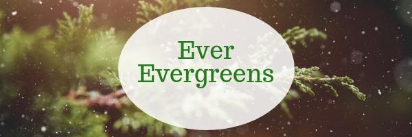 Ever Evergreens