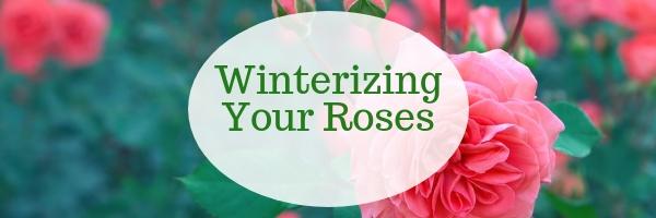 Winterizing Your Roses