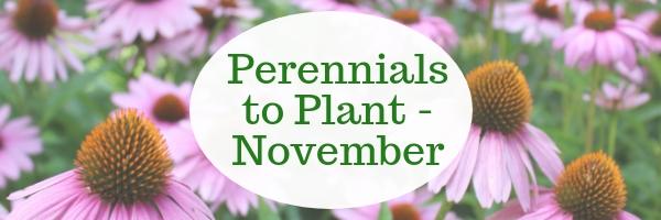 Perennials to Plant in November