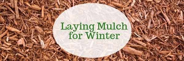 Laying Mulch for Winter