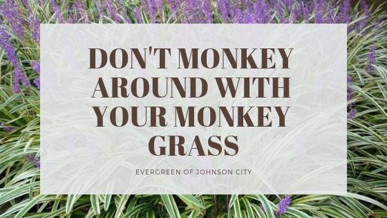 Don’t Monkey Around with Your Monkey Grass