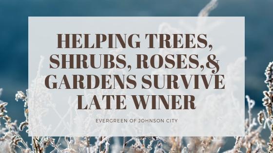 Help Trees, Roses, Shrubs, & Gardens Survive Late Winter