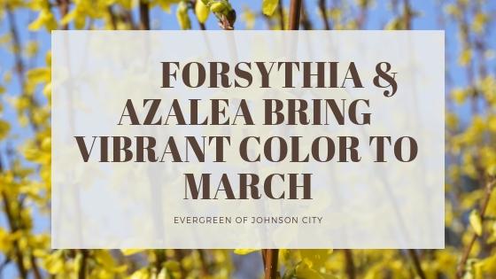 Forsythias and Azaleas Bring Vibrant Color to March