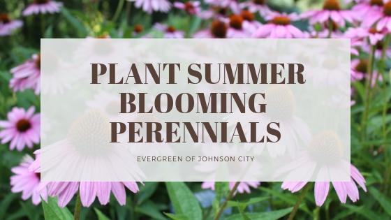 Plant Summer Blooming Perennials
