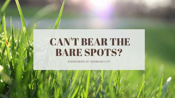 Can’t Bear the Bare Spots?