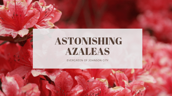 Astonishing Azaleas