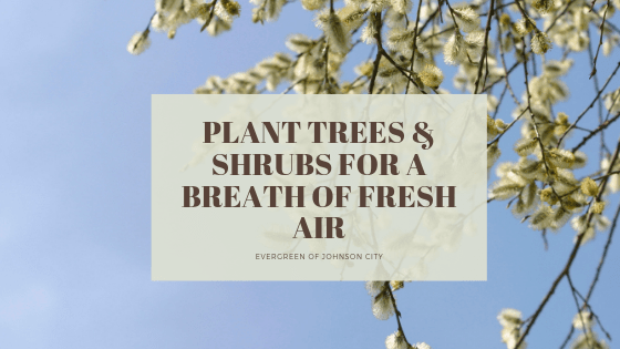 Plant New Trees & Shrubs for a Breath of Fresh Air