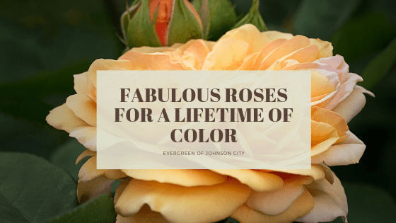 Fabulous Roses for a Lifetime of Color