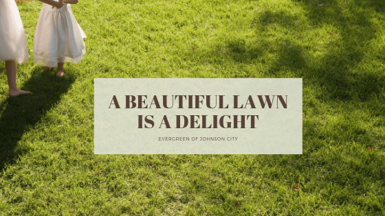 A Beautiful Lawn is a Delight to Everyone Who Sees It