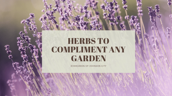 Herbs to Compliment Any Garden