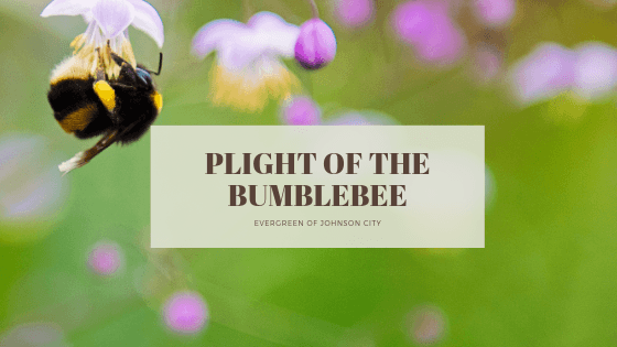 The Plight of the Bumblebee