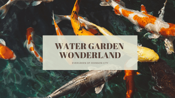 Water Garden Wonderland