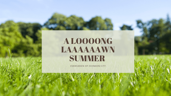 A Loooong Laaaawn Summer