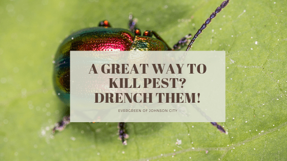 A Great Way to Kills Pests? Drench Them!