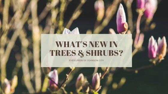 What’s New in Shrubs for 2019!