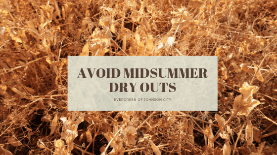 Avoid Mid-Summer Dry Out