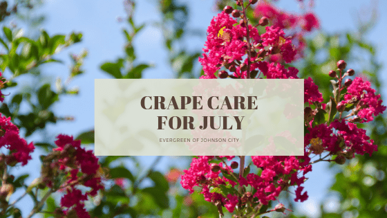 Crape Care for July