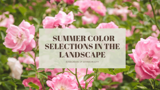 Summer Color Selections in the Landscape