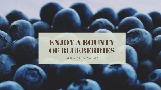 Enjoy a Bounty of Blueberries
